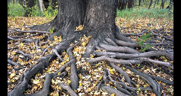tree-roots-with-leaves_01